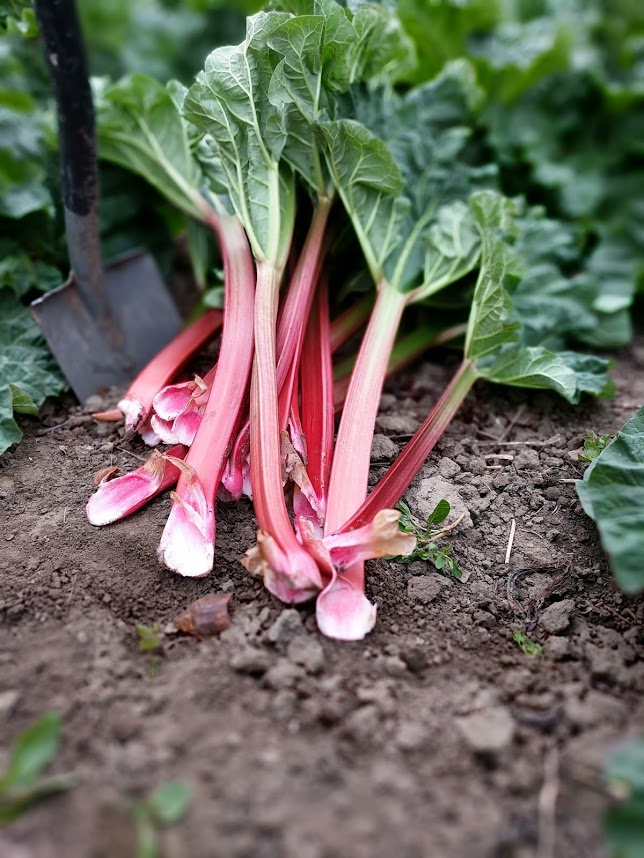 De ce un ERP construit pe o platformă open source?